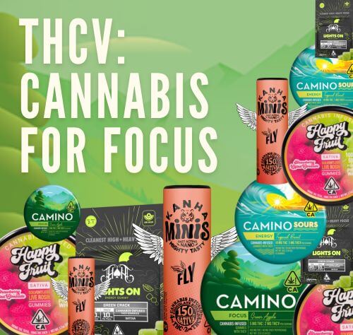 THCV: cannabis for focus products