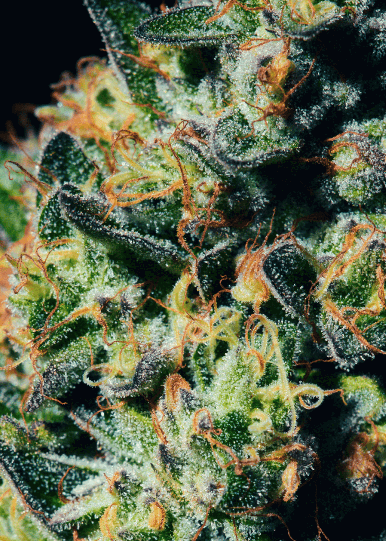 A close up shot of cannabis flower, the blue dream strain from Highway Cannabis Dispensary in Marina Del Rey. The sparkly trichomes and pistils are visible on the cannabis flower.